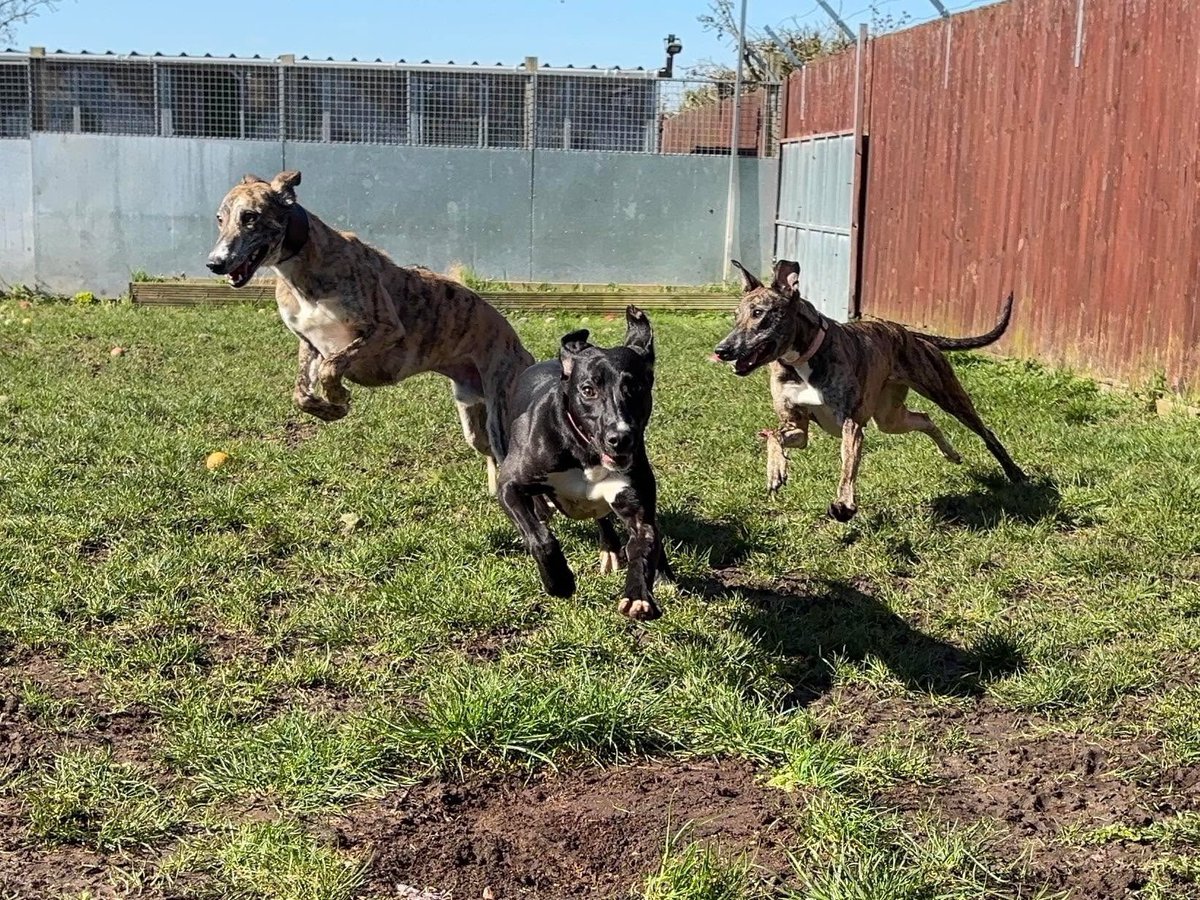 PDRescue's tweet image. #SpringForward!