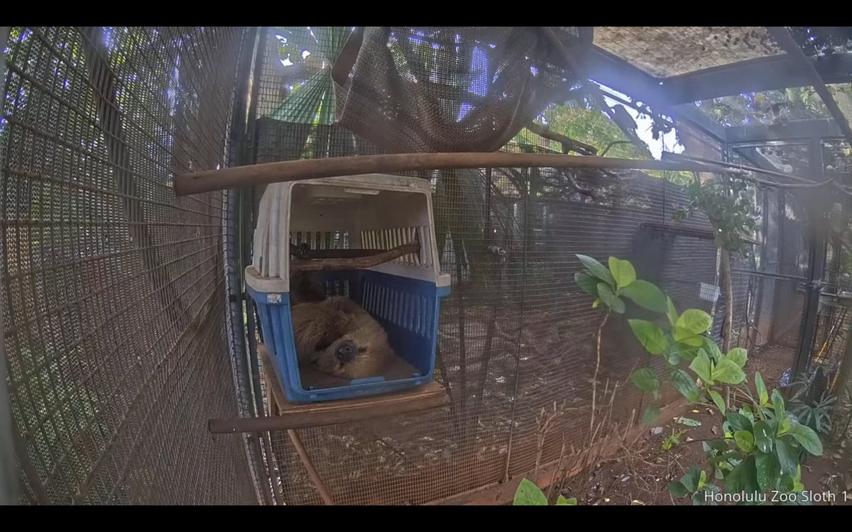 野生の個体は知らないけれど 飼育下のナマケモノはずっとぶら下がっ