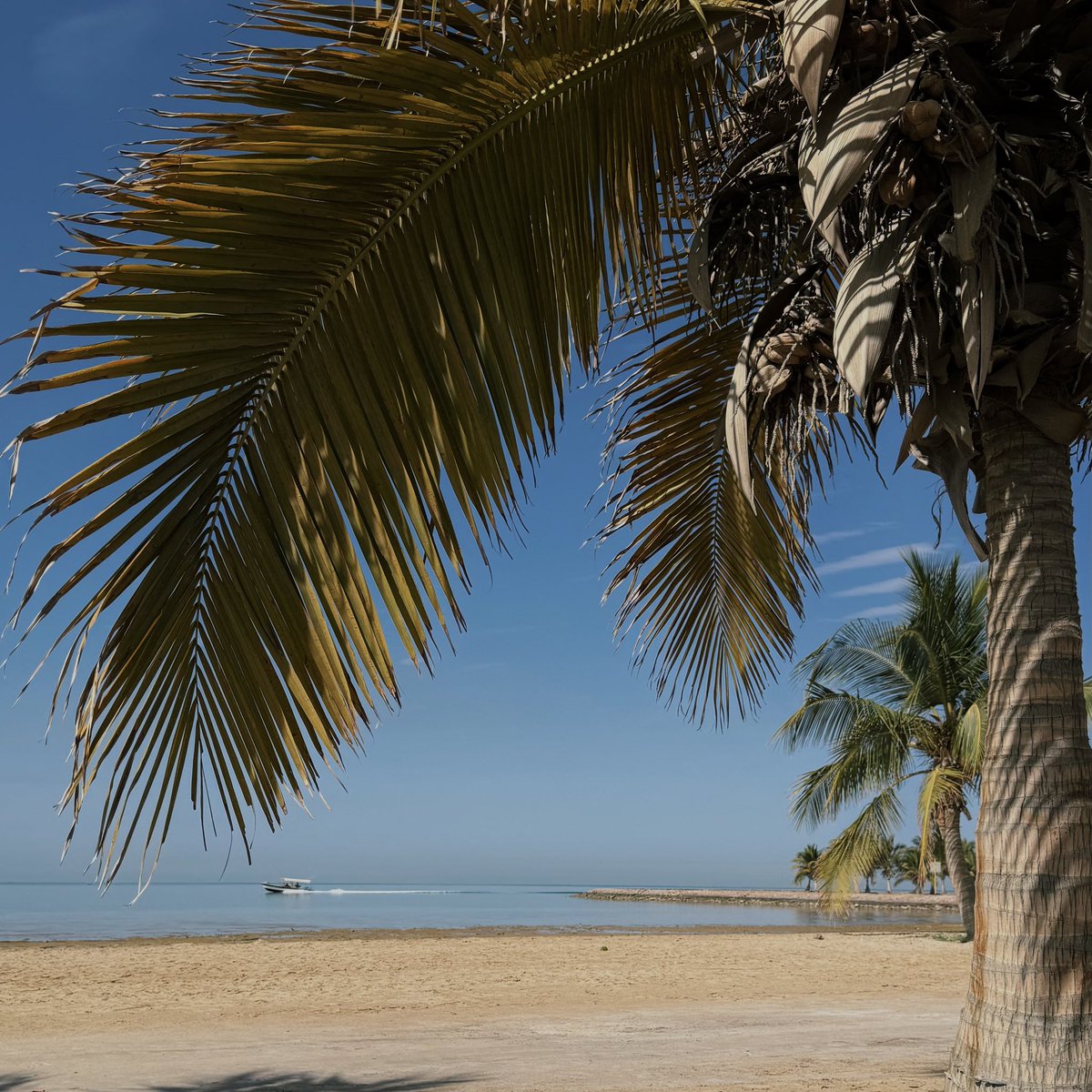 𝑅𝑎𝑔ℎ𝑒𝑑 🐚 tweet media