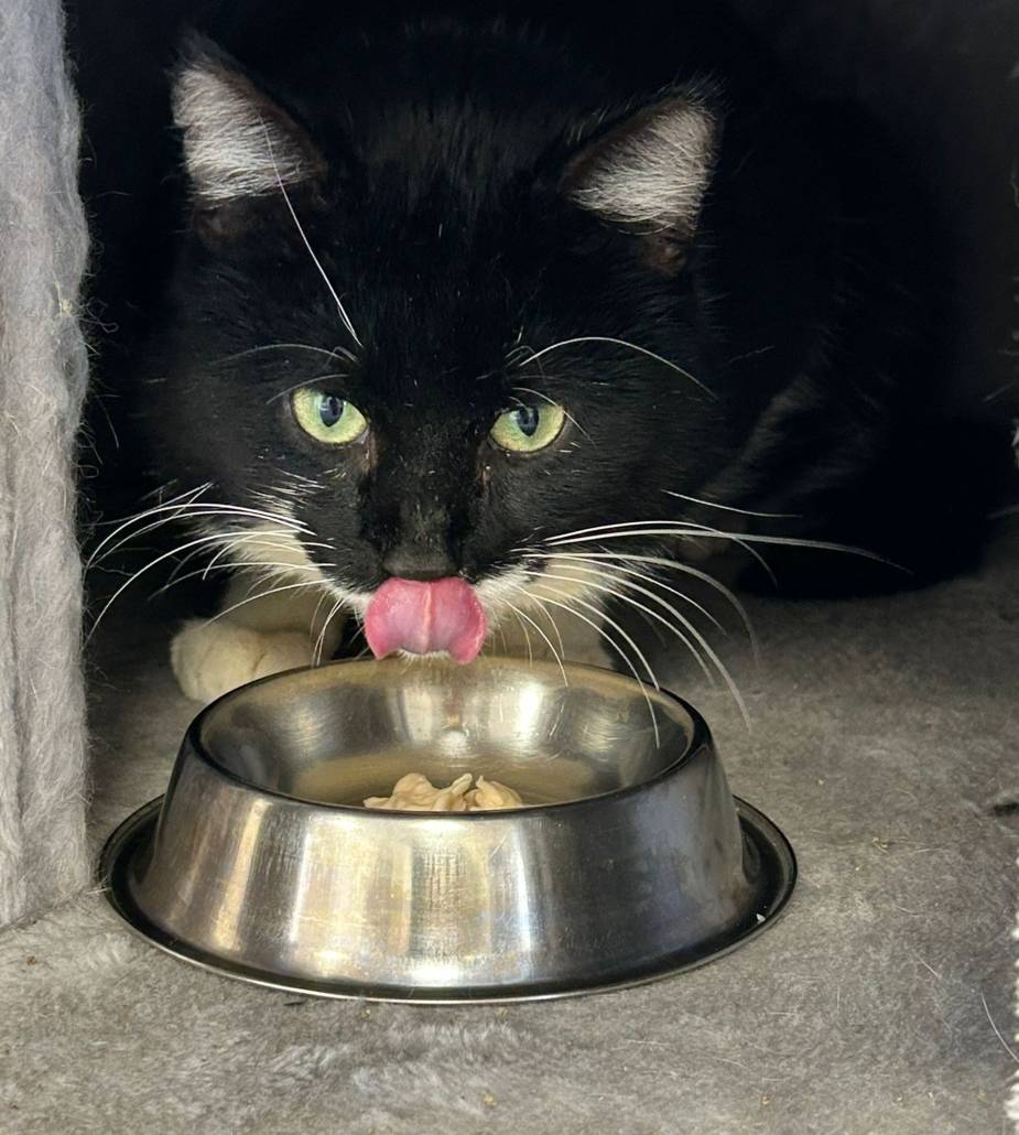 Barend💙 (FIV+) is een stoere ex-straatkatert, doet het super in de opvang en geniet nu van rust op z’n eigen tempo. 

Adopteren? Vul de vragenlijst in via zuiderzeezwerfdieren.nl/kat-adopteren 

Over FIV:
zuiderzeezwerfdieren.nl/fiv-kattenaids/

Delen = ❤

#AdoptDontShop #FIVkat