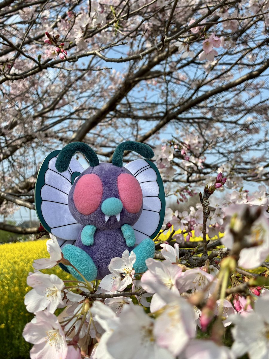 Mstokb's tweet photo. 桜と菜の花を見に行きました🌸
 #TLにかわいいを流す
 #ポケモンfit https://t.co/LdiQjyd0P9