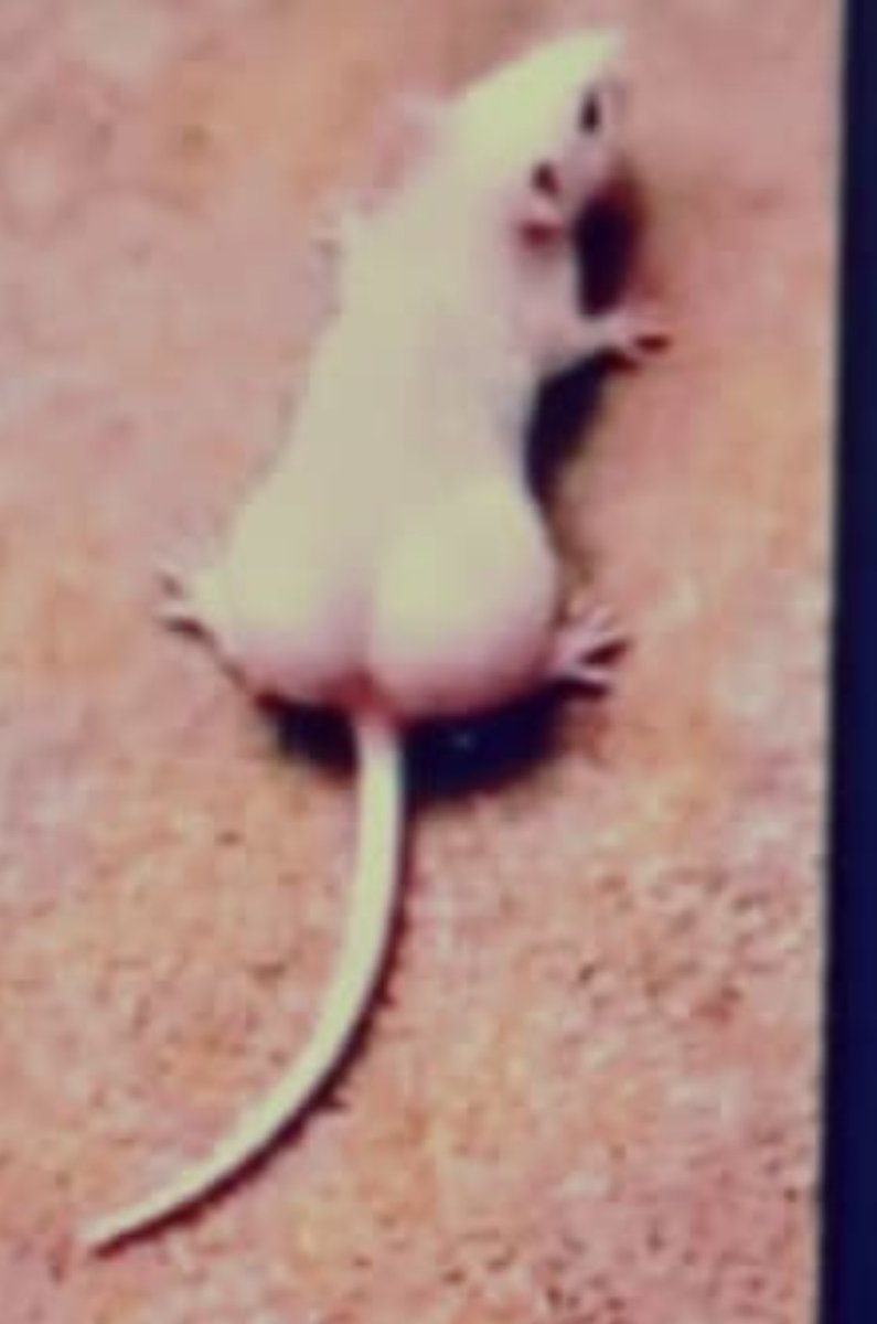 Anselm🇺🇬 tweet media