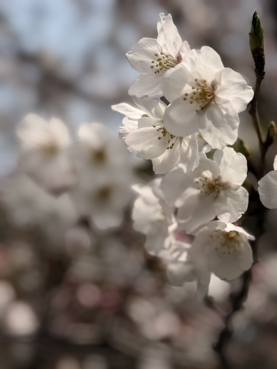 keropong tweet media