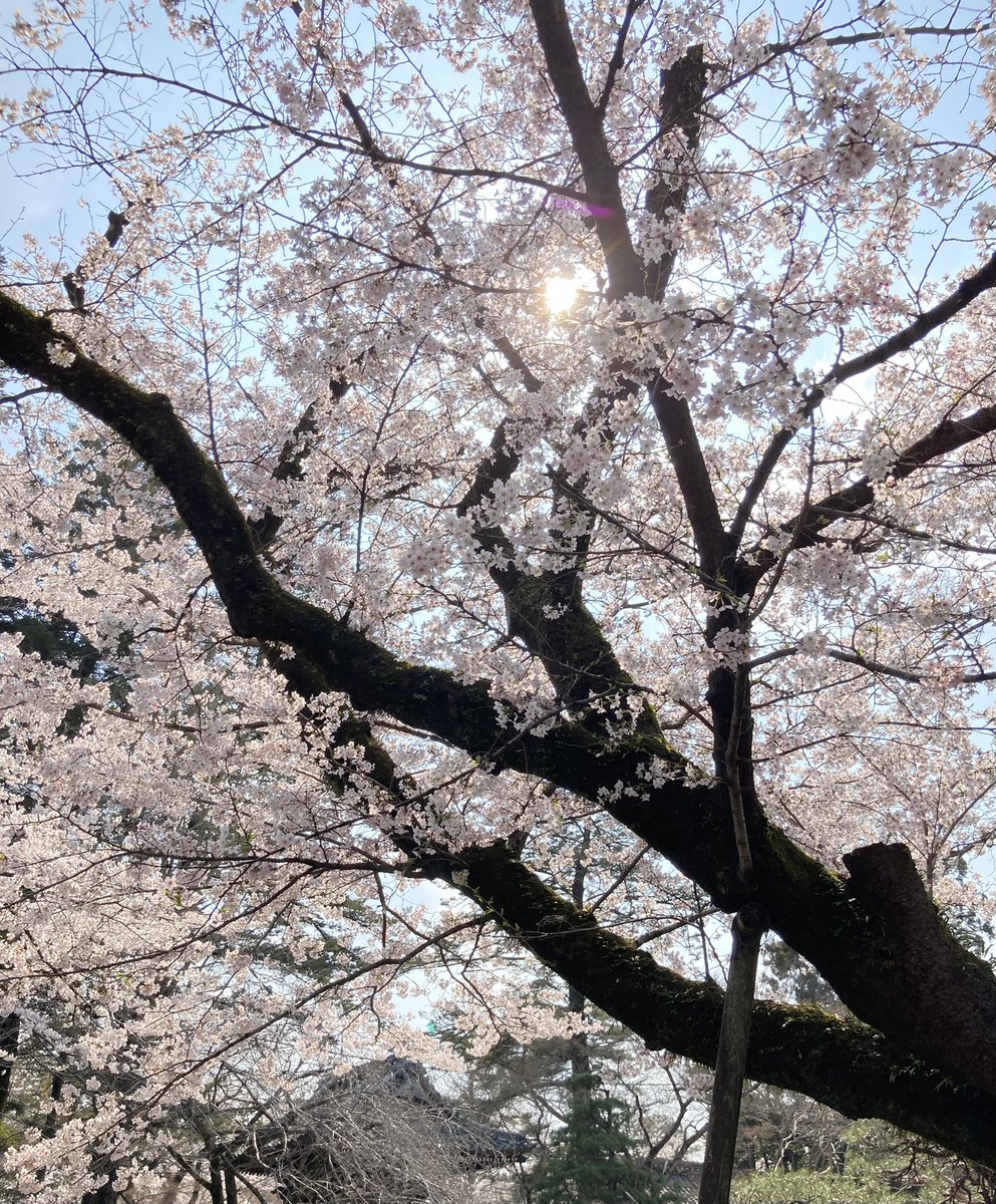 にくきゅう tweet media