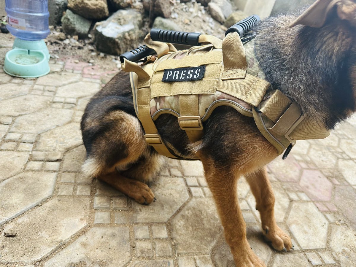 kepukepunews's tweet image. Service dog 

K9

Security specialist 

Sharon is ready to trace any available exhibits 

May Abia dogs succeed 

#DogoftheDay