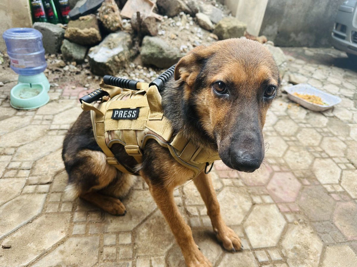 kepukepunews's tweet image. Service dog 

K9

Security specialist 

Sharon is ready to trace any available exhibits 

May Abia dogs succeed 

#DogoftheDay