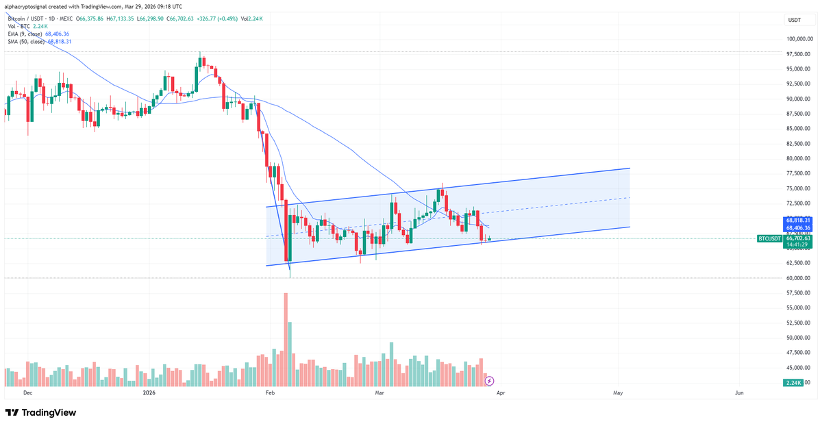 Alpha Crypto Signal tweet media