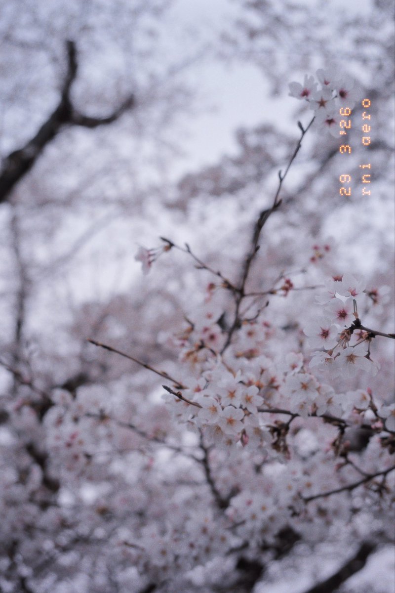 mimy_2nd's tweet photo. 今年も桜が綺麗でよかった

 #leicam240
 #voigtlander https://t.co/U7nbPCGPzC