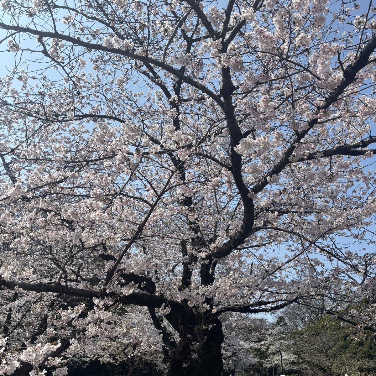 🦠🧬shiho🧬🦠 tweet media