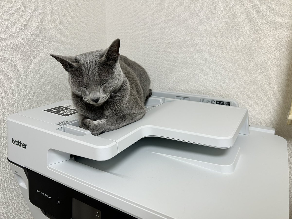 柴田 和祈｜microCMS tweet media