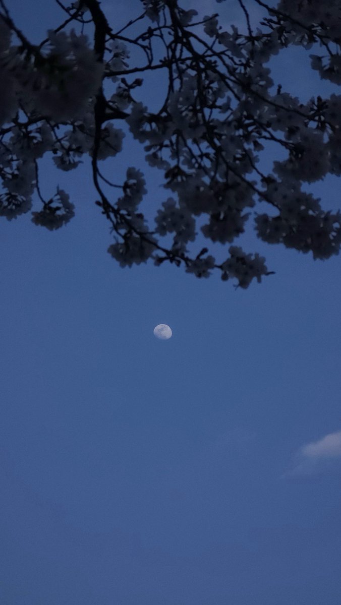 나의달🌙 tweet media