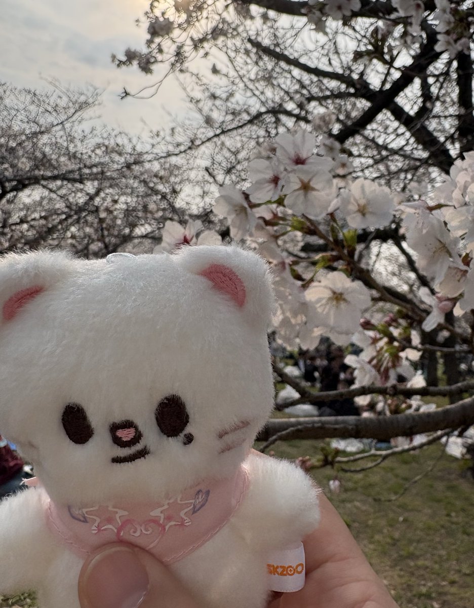 今日のお花見🌸めっちゃ楽しかった🥰
お話してくれた皆様、本当にありがとうございました〜🙏✨
私はちゃっかり推し活も笑