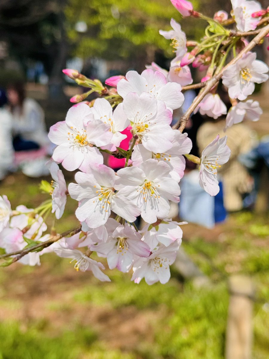 ABCDいいえ藤井 tweet media