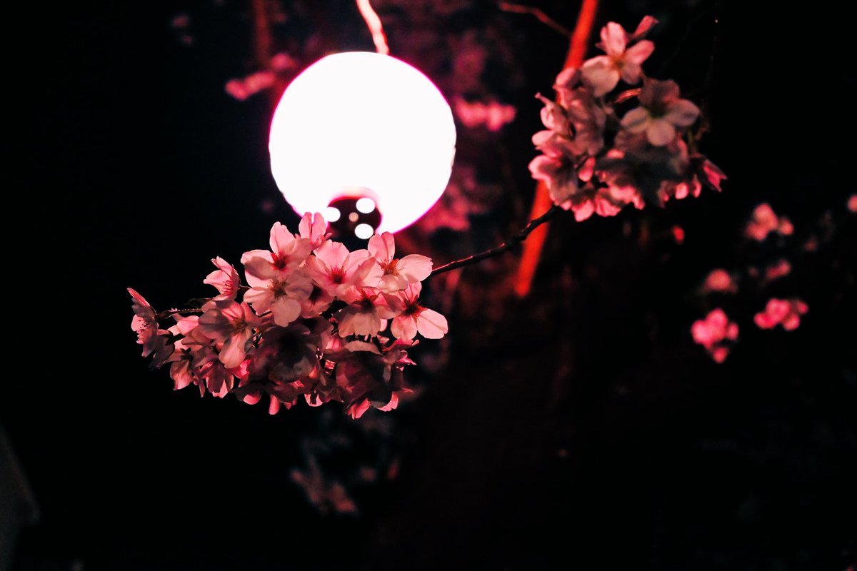 ABCDいいえ藤井 tweet media