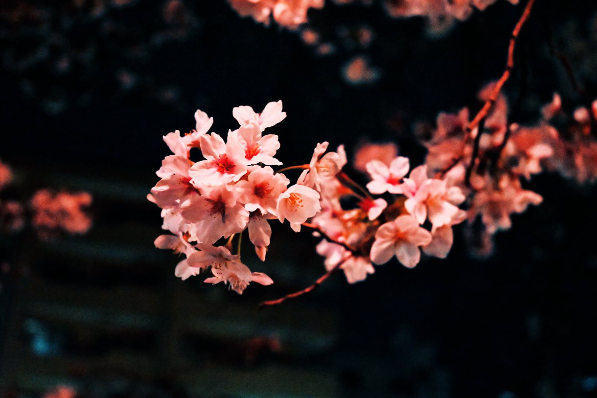 ABCDいいえ藤井 tweet media