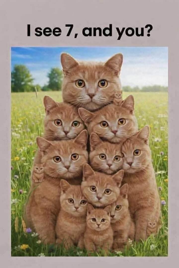 Nimra Shahzadi ❣️ tweet media