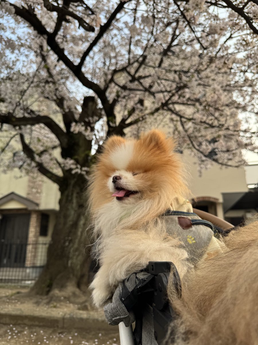 TATA_POME's tweet photo. 桜ぁぁぁ🌸🌸🤪 https://t.co/g6C1HGFs3t