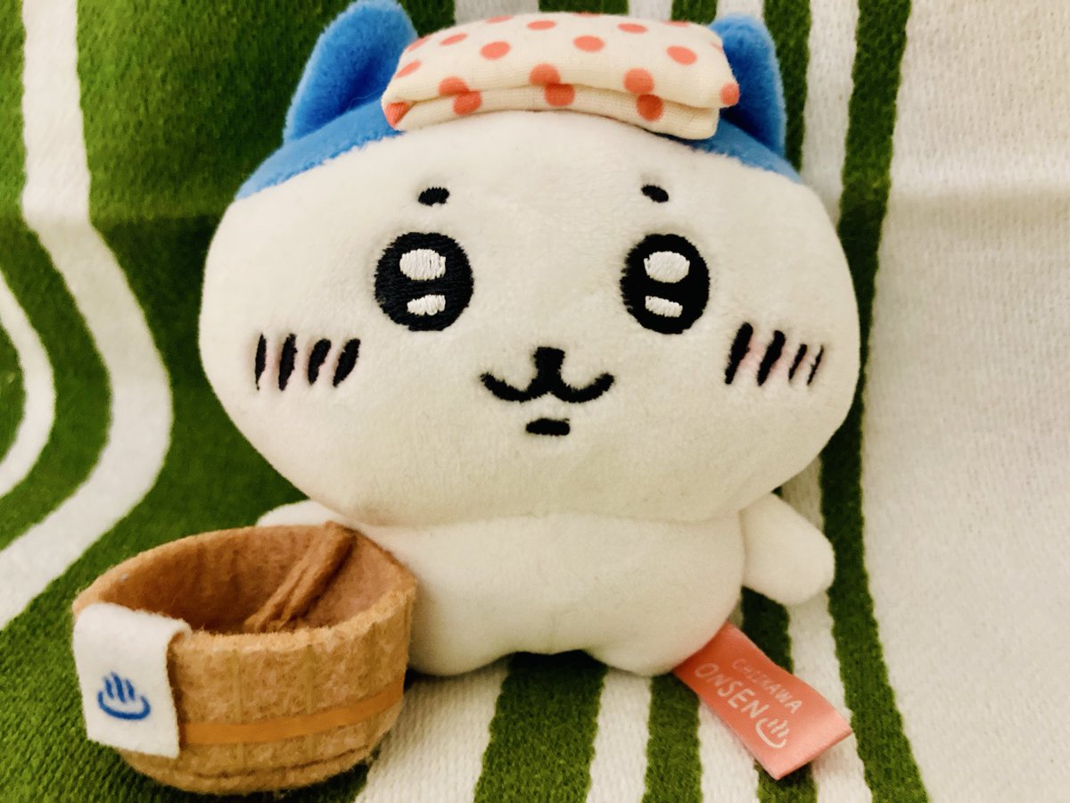 にゃんこおれ🐾 tweet media