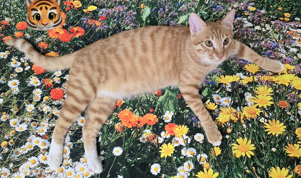 이율🎀 tweet media