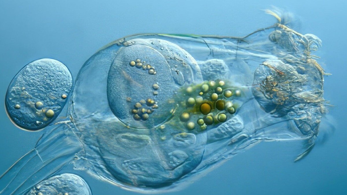 Reefphyto's tweet photo. If you're breeding clownfish or keeping seahorses, rotifers aren't optional.
They're the only first food small enough for newly hatched marine fry.
Full guide here:
https://t.co/4oUl1sy7vm https://t.co/7evIgMrqev
