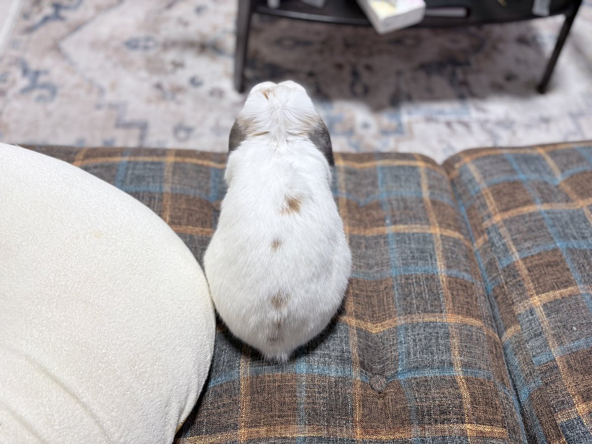 わたがしうさぎのめるち tweet media