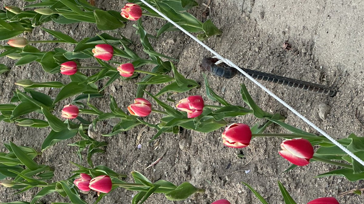 ㅈㄴ.. tweet media