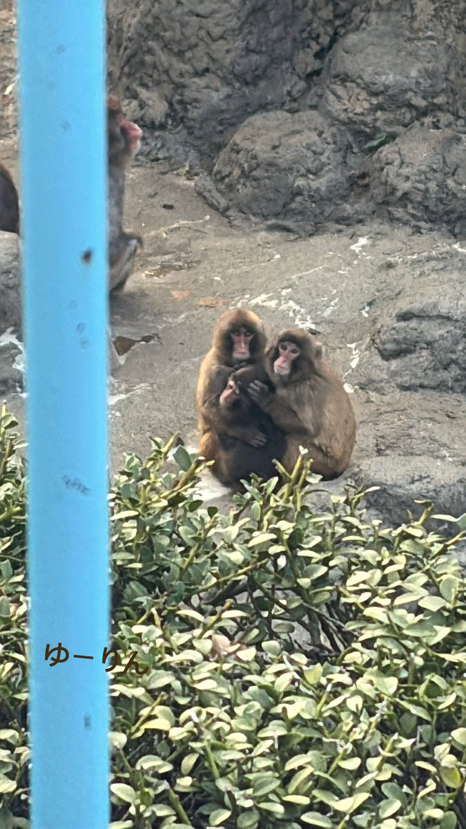 こんばんは🌙りん⊂((・x・))⊃💕

今日の閉園間際のパンチくん🐒はこんな感じでした🥺💕

またまた２匹の先輩おさるたち🐒🐒に挟まれて、守られてました🥺💕

最初の頃を思い出して、感動してたよ😭❤️

#がんばれパンチ 
#がんばれパンチくん 
#市川市動植物園 
#がんばれ市川市動植物園 
#punch