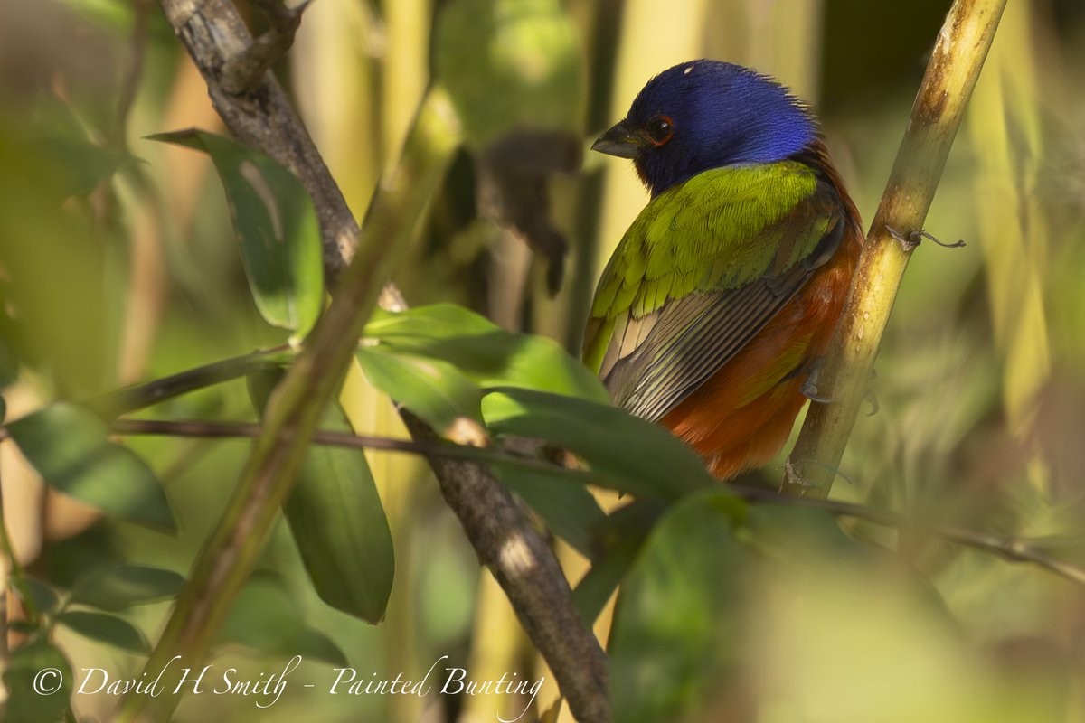 barbeldave's tweet photo. Painted Bunting, seen at Uxuxubi al Natural, Quintana Roo, Mexico 🇲🇽😎
#birds #birding #birdphotography #wildlfephotography #naturephotography #canonr5 https://t.co/G1ytuJPY22
