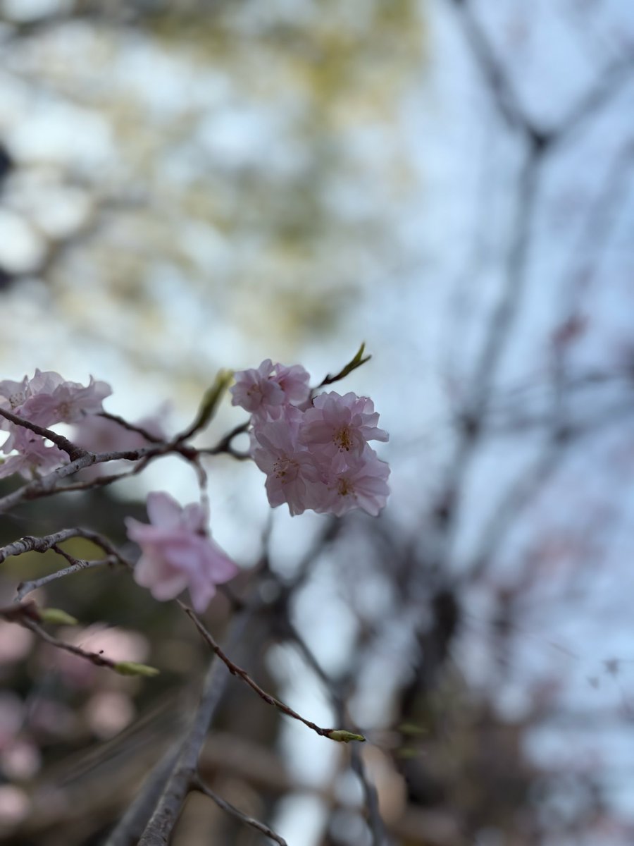 chiko_tra's tweet photo. 週末のウォーキング🚶‍♀️気温は19℃

やっと週末
3月は駆け足でアップできない日が多かったです

今日はゆっくりお花見🌸
たくさん歩きました✨
#ダイエット #筋トレ #ウォーキング https://t.co/1HYwgpLvgP