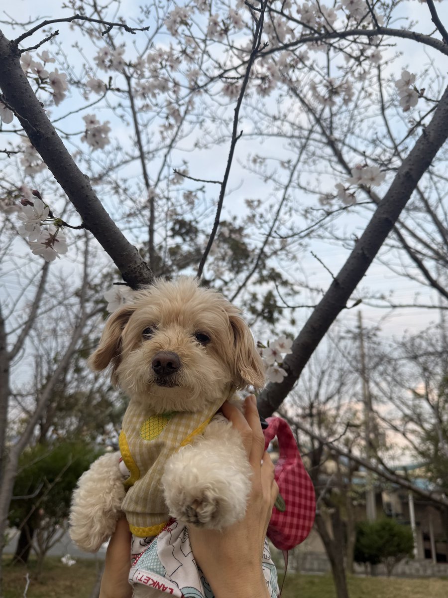 とんとん tweet media