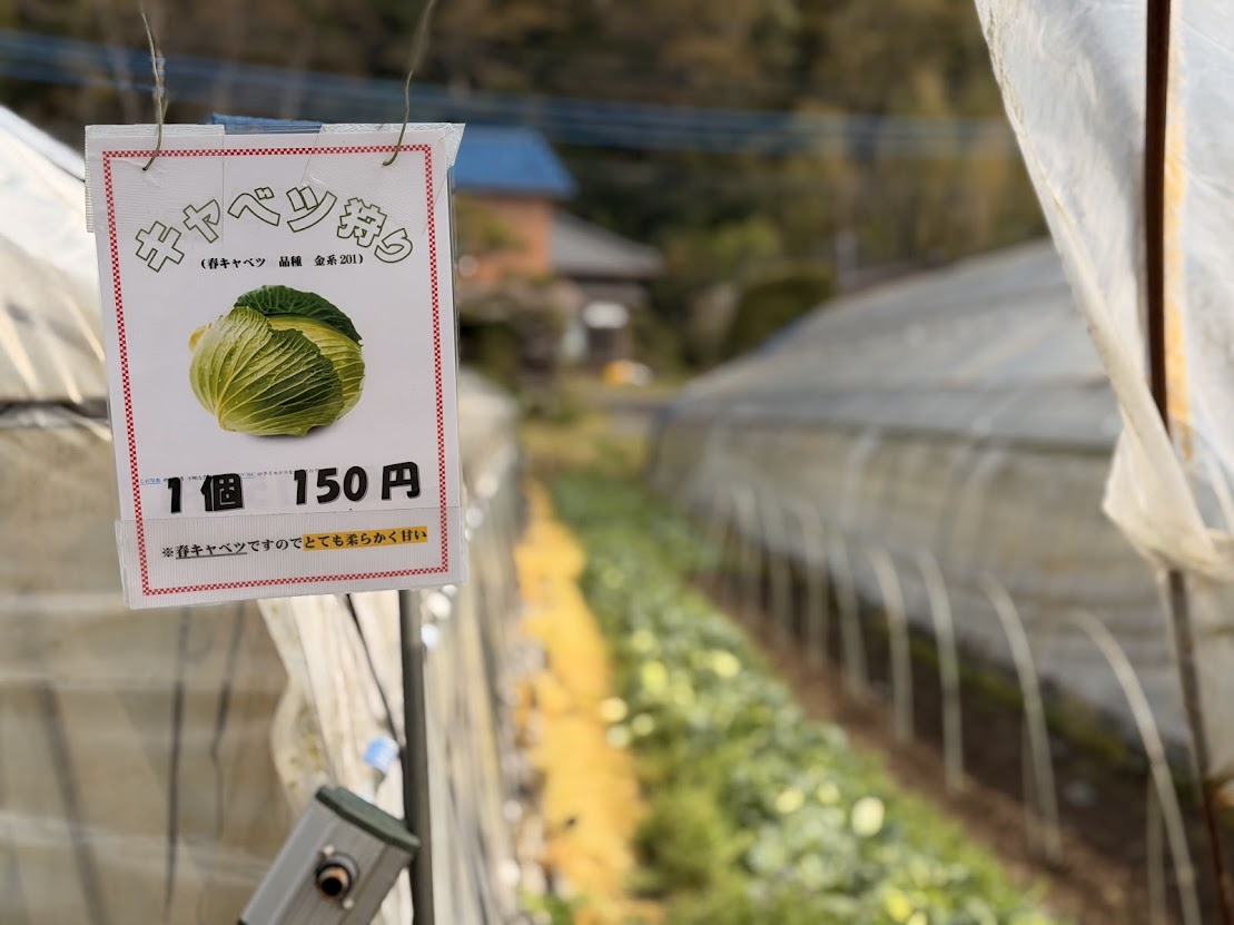 安田いちご園（ぱじぇろみに） tweet media