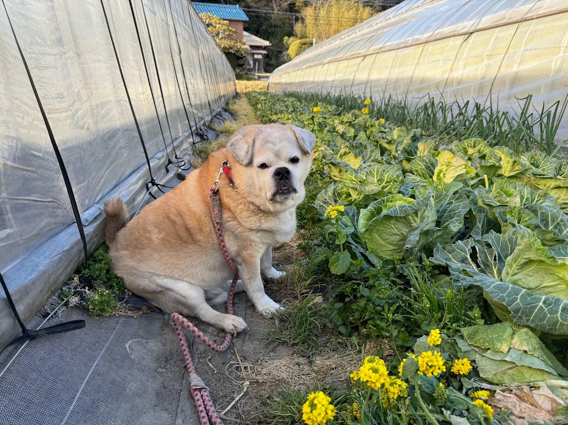 安田いちご園（ぱじぇろみに） tweet media