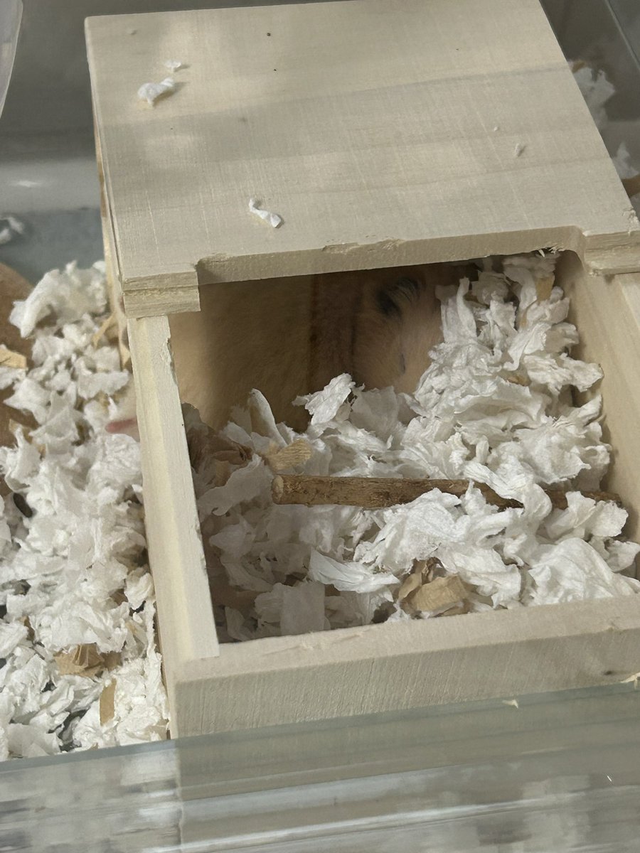 ハム飼ってないけどハム好き (@hamuhamunomomo) on Twitter photo 