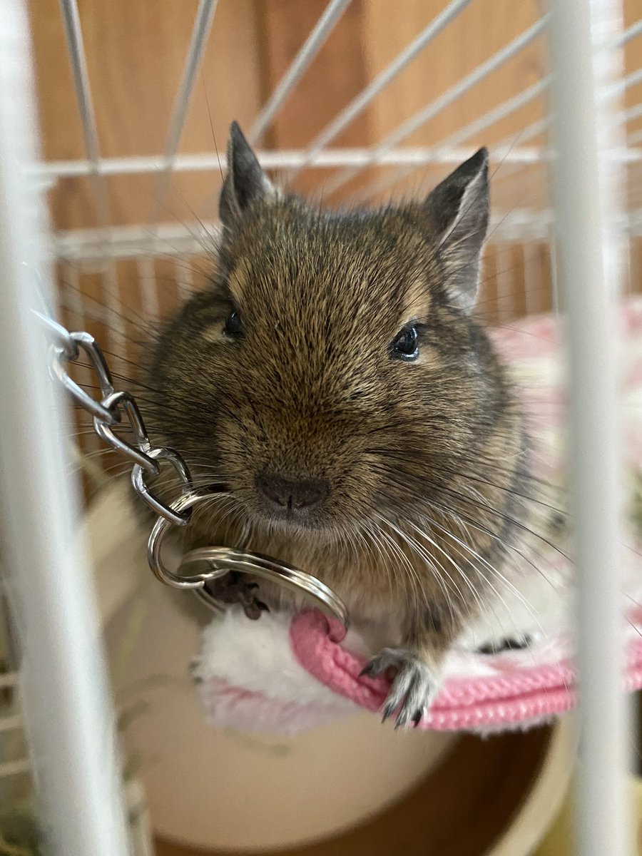 もこʢ•̀رق•́ʡたそ tweet media