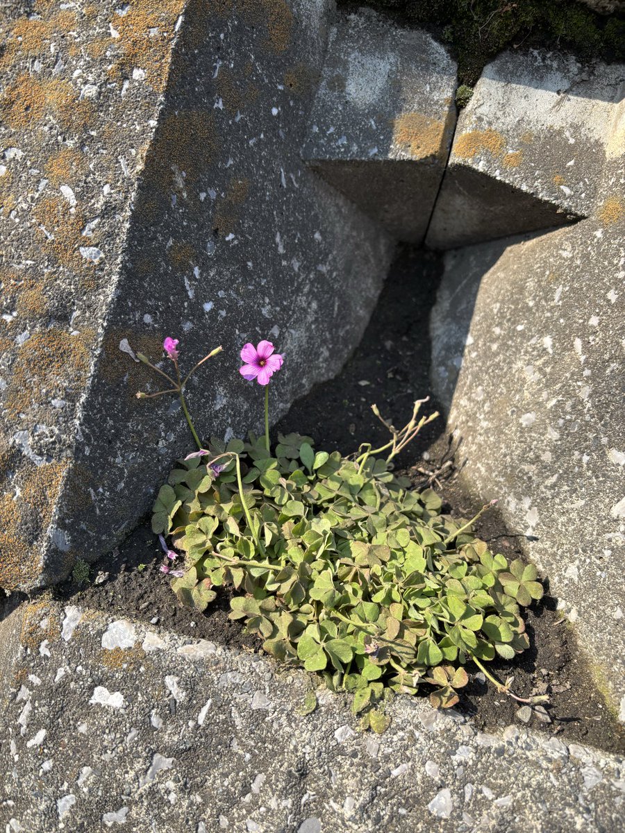 抹茶のおやつ tweet media