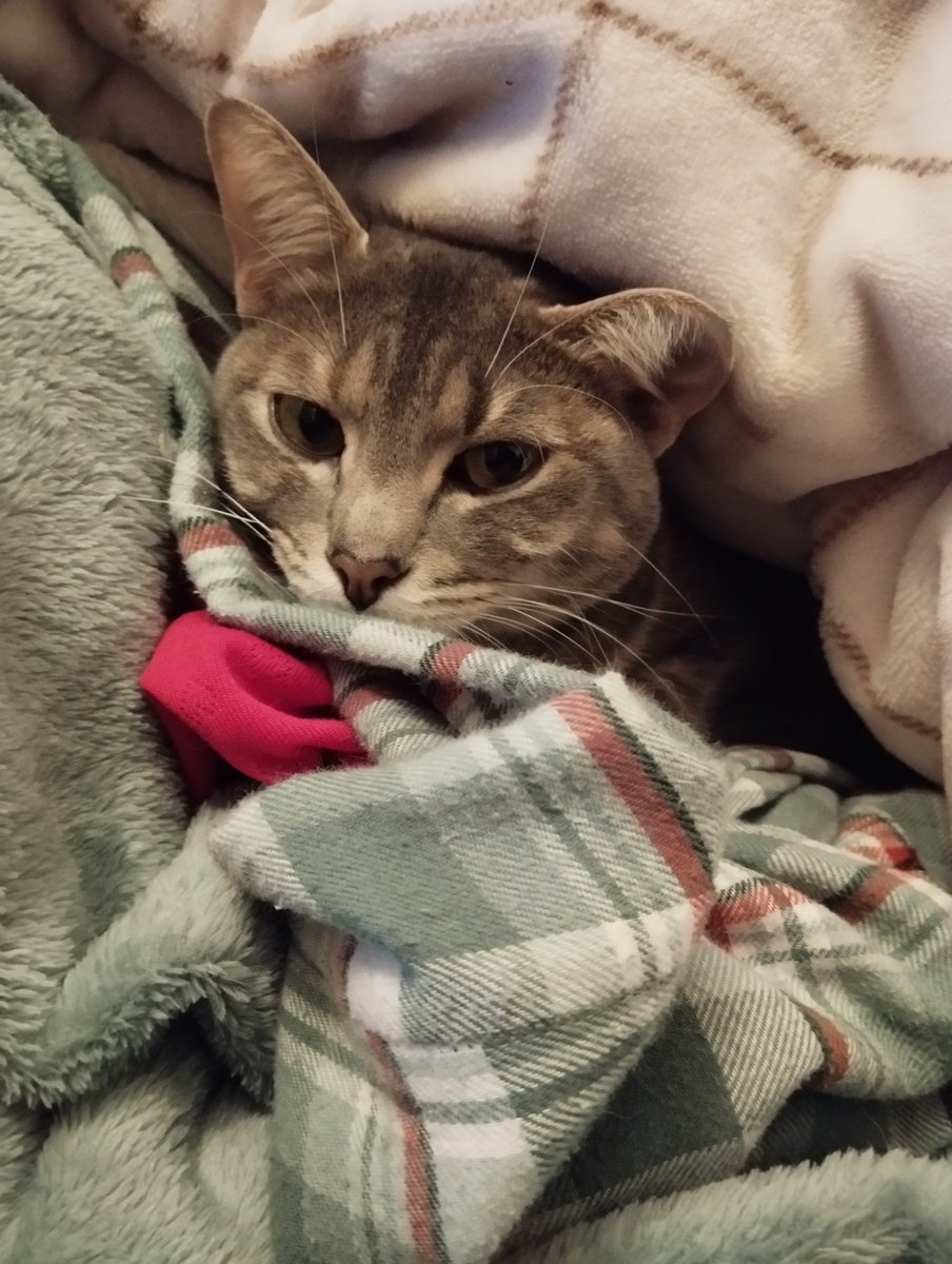 Compote 🐾 tweet media