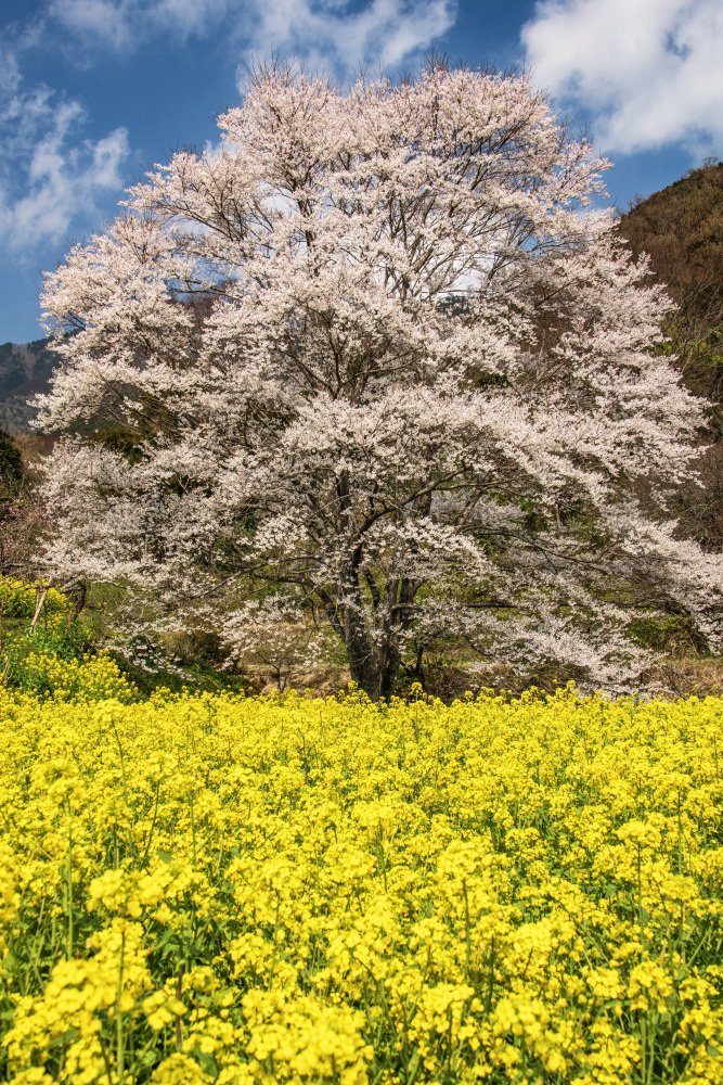 モンセルバン tweet media