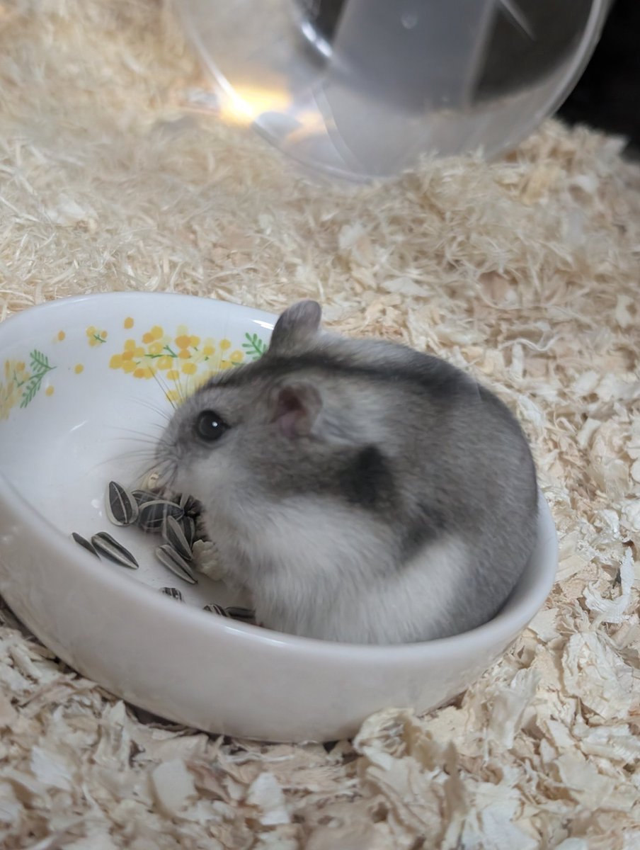 レイア＠燕樹 tweet media