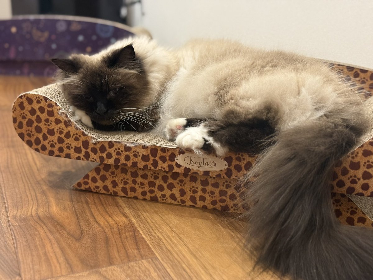 Nowloading....Rollie tweet media