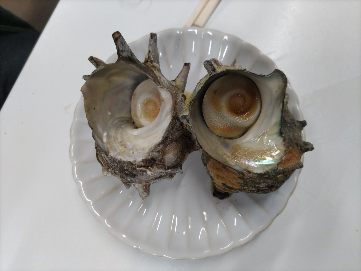 shima_SV03's tweet photo. 近鉄特��で鳥羽へ行ってきました！
初めてのミジュマルライナーと久しぶりの観光特急しまかぜ！
　
#近鉄
#しまかぜ
#ミジュマルライナー
#鳥羽
#伊勢志摩
#サザエストリート https://t.co/Mw1GuJn5KH