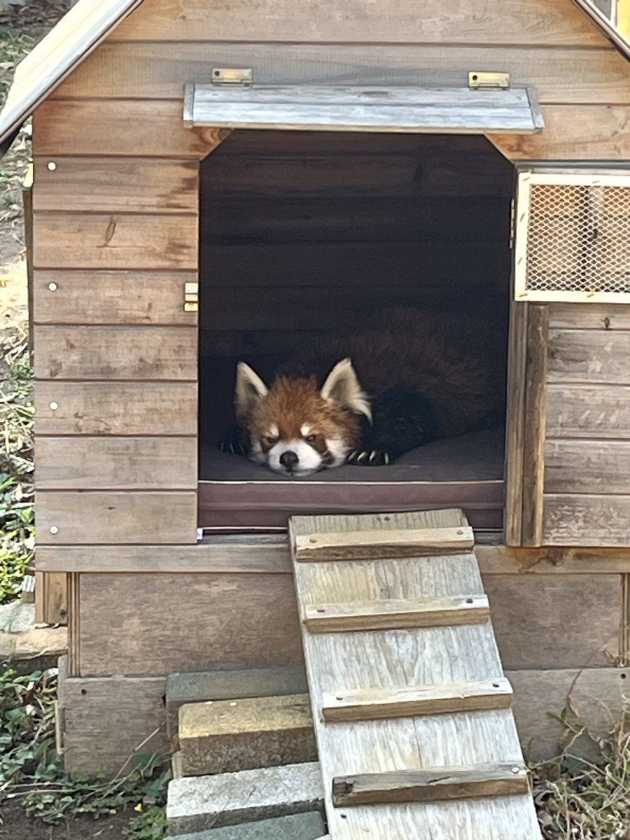 れいぼん@柴っちand… tweet media