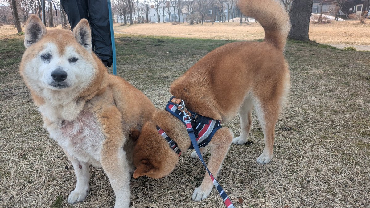 余脂松 tweet media