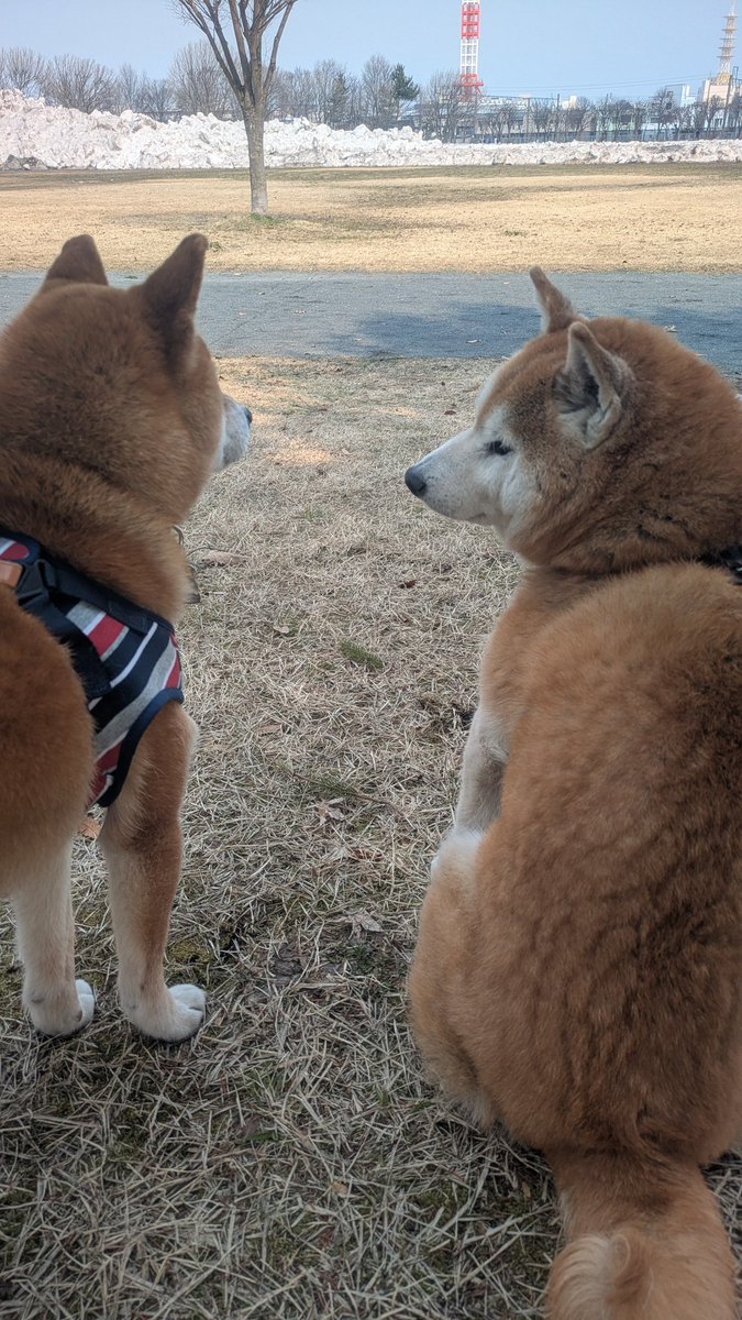 余脂松 tweet media