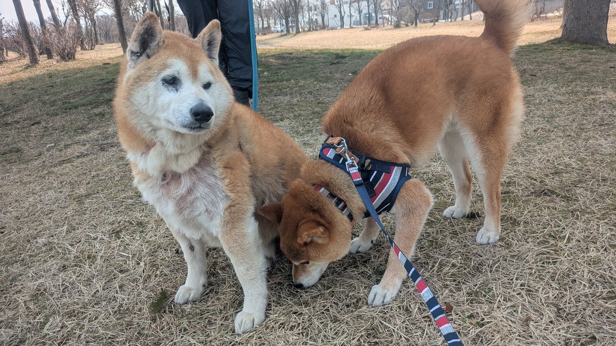 余脂松 tweet media