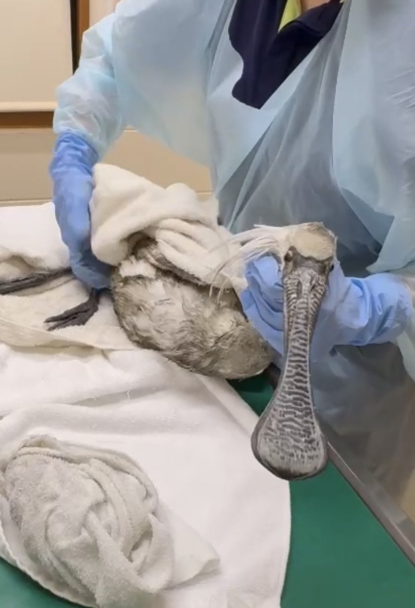 あやぱに𓅓 tweet media