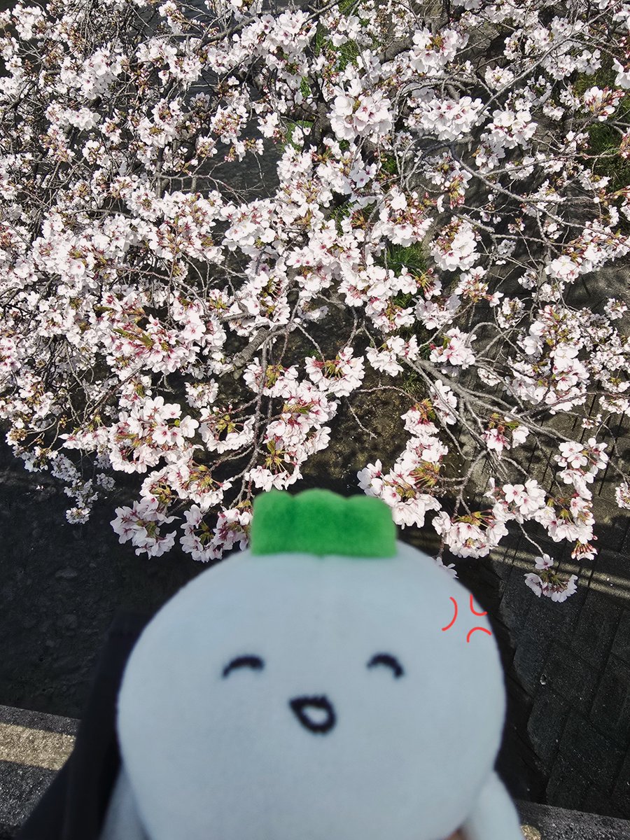 のねこ tweet media