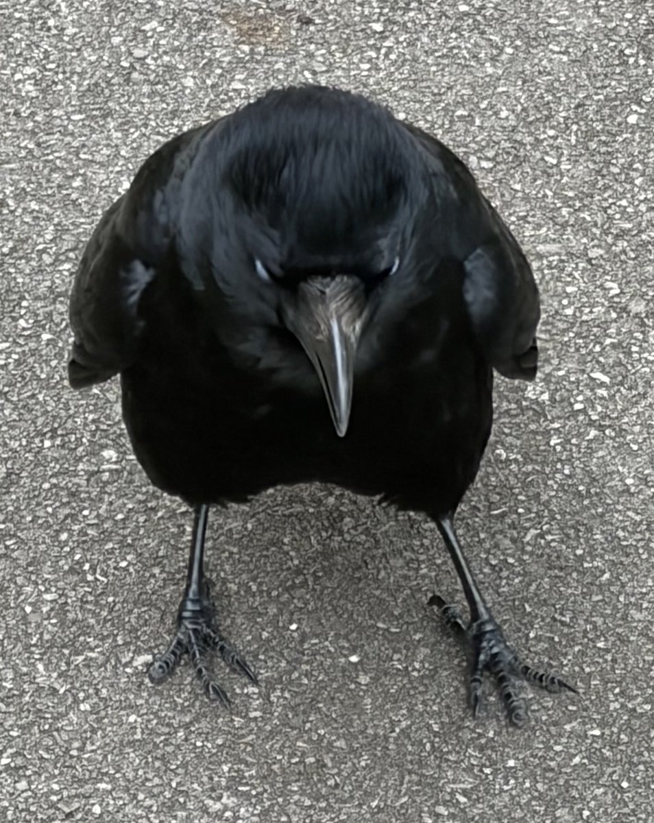 BromptonBunch's tweet image. Camilla wasn’t too happy that I was taking too long to deliver snacks. She puffed herself up to majestic level then gave me a good telling off #Crows
