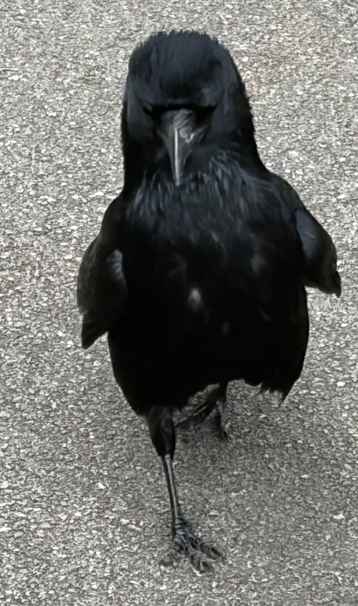 BromptonBunch's tweet image. Camilla wasn’t too happy that I was taking too long to deliver snacks. She puffed herself up to majestic level then gave me a good telling off #Crows