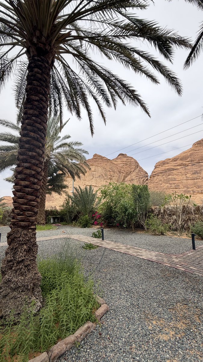 راكان tweet media