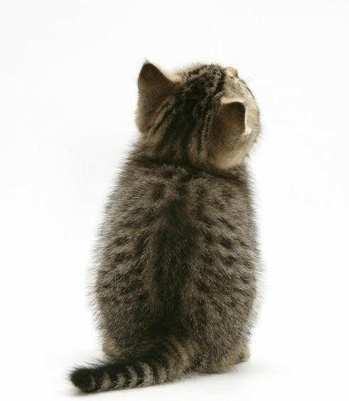 mashuᰔ tweet media